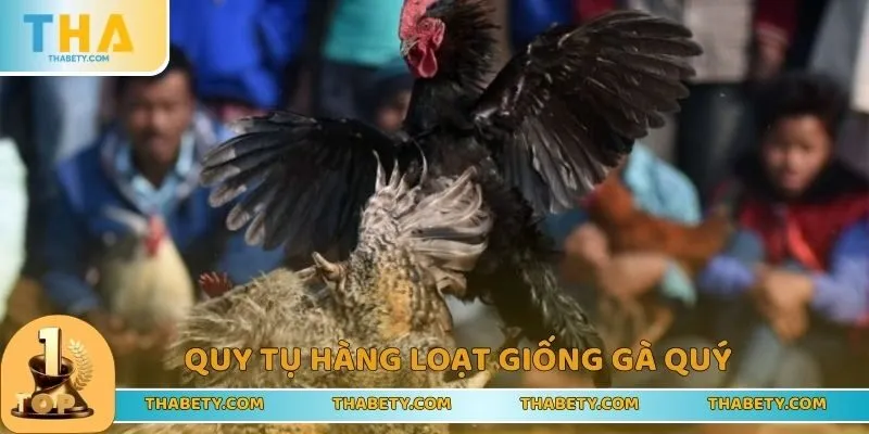 Đá Gà THABET - Trải Nghiệm Vui Chơi Đỉnh Cao, Nhận Lãi Lớn 2 Xuất hiện các giống kê quý hiếm